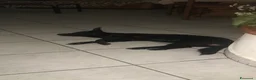 Meticcio cani in regalo: Arya cerca casa a Provincia di Ravenna - Annuncio 4