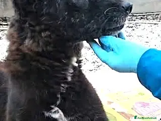 Meticcio cani ADOZ.DEL💔:sbattuto in box, perché paraplegico! - Annuncio 40