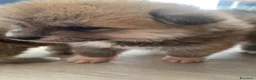 Akita Inu cani in vendita: cucccioli - Annuncio 4