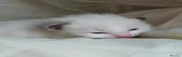Ragdoll gatti in vendita: Meravigliosa cucciolata Ragdoll - Annuncio 4