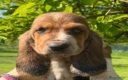 Bassethound cani in vendita: Cuccioli bassethound a Province of Piacenza - Immagine 2