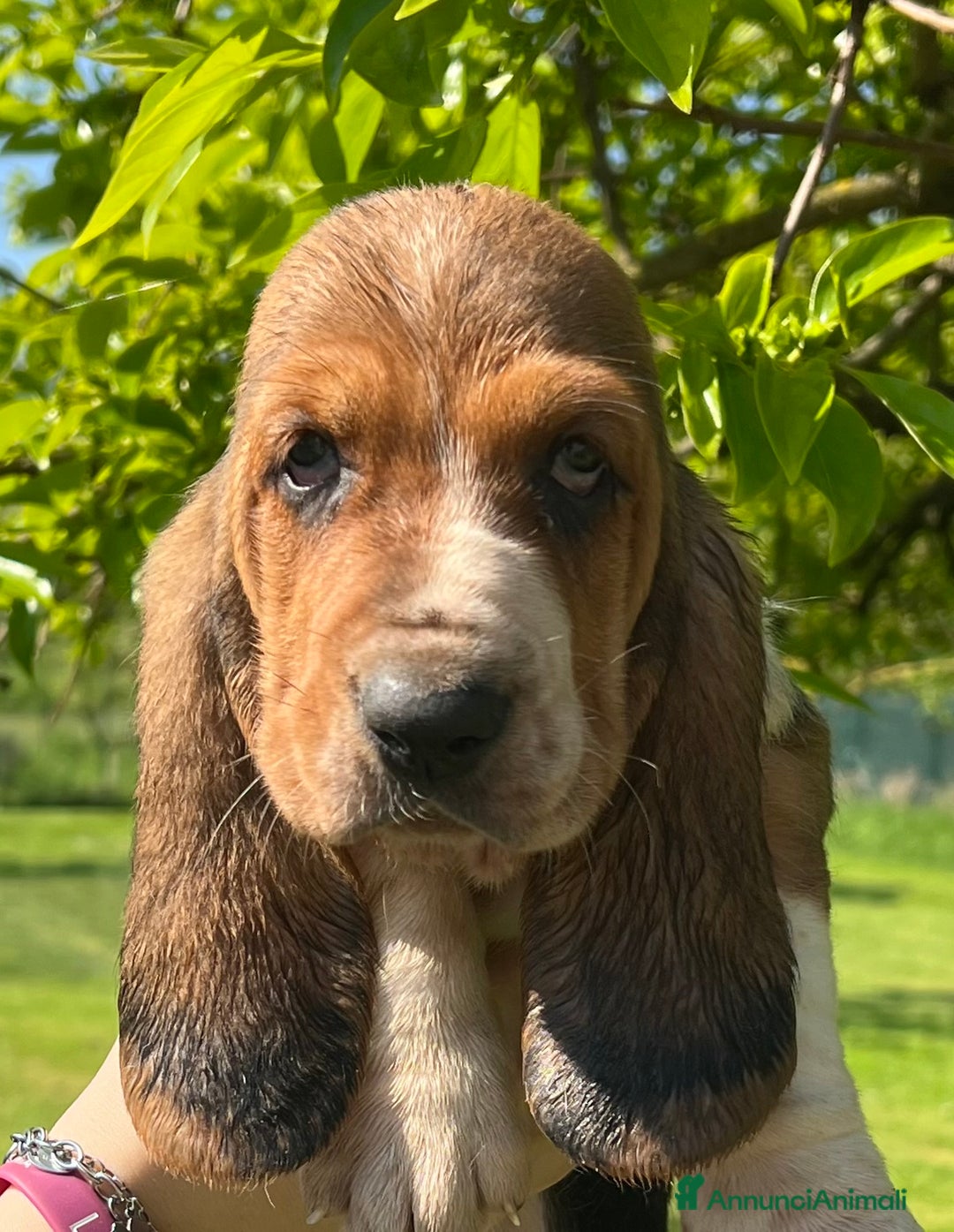 Bassethound cani in vendita: Cuccioli bassethound a Province of Piacenza - Immagine 2
