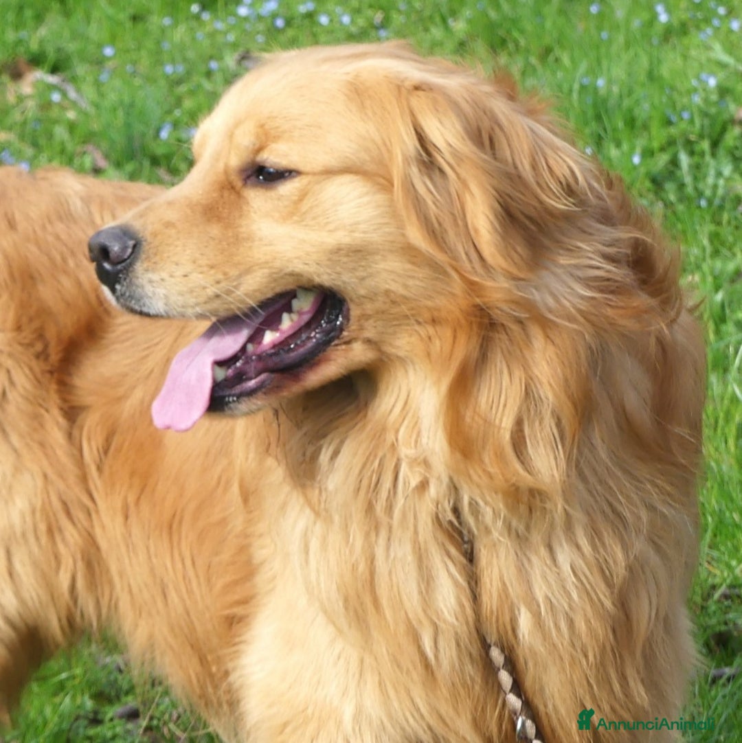 Golden Retriever cani in vendita: Golden retriever cuccioli - Annuncio 2