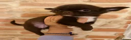 Chihuahua cani in vendita: Chihuahua mini - Annuncio 2