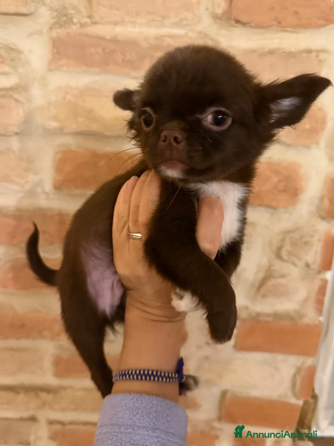 Chihuahua cani in vendita: Chihuahua mini - Annuncio 2
