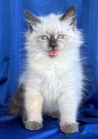 Siberiano gatti Cuccioli di gatto Siberiano Neva Masquerade - Annuncio 5