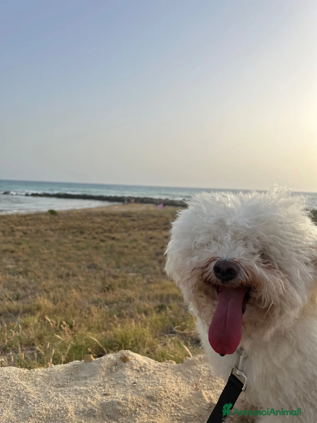 Bichon cani per accoppiamento: Bichon à poil frisè maschio per accoppiamento  - Annuncio 2
