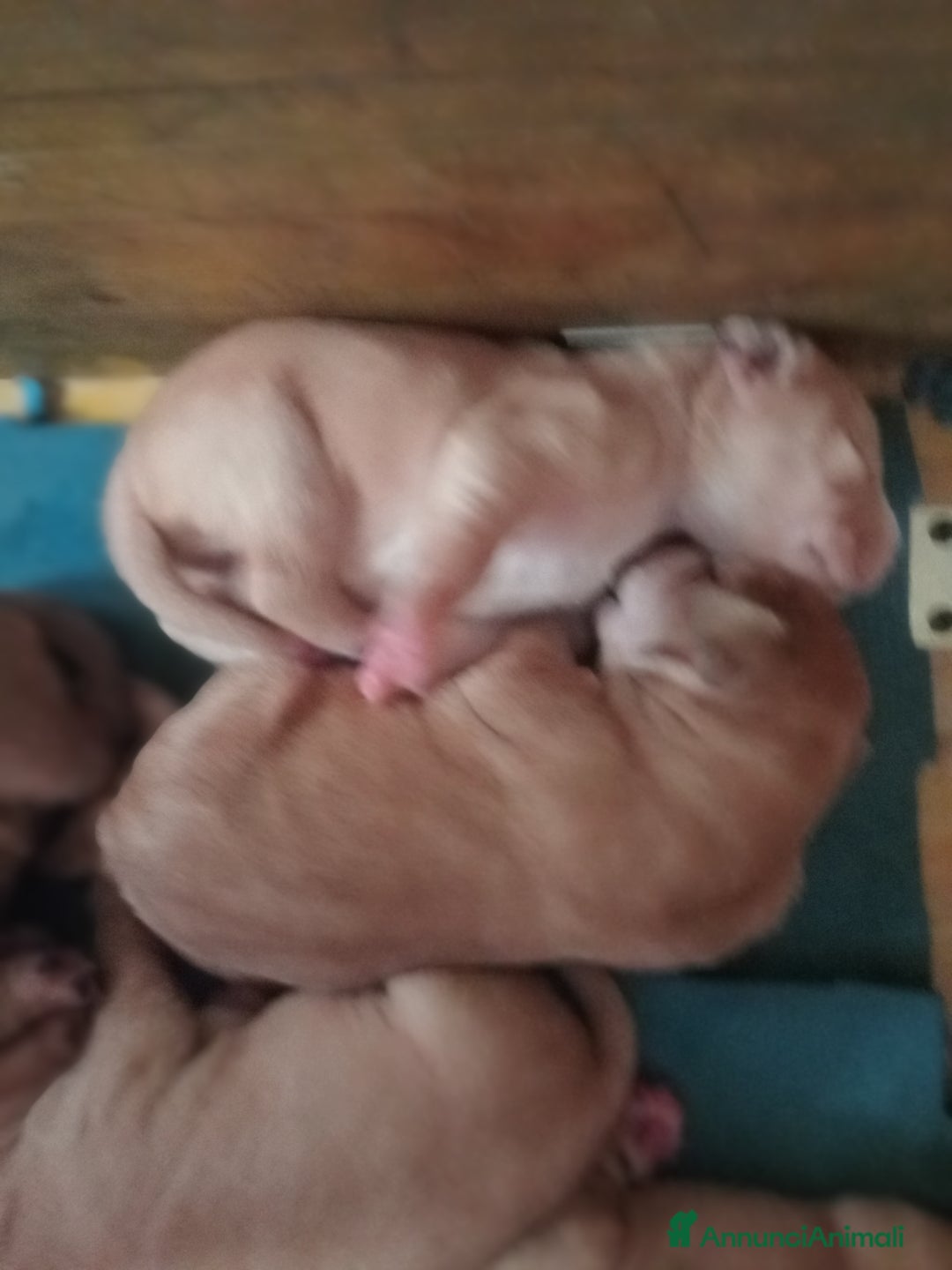 Meticcio cani in vendita: Cuccioli di Amstaff  - Annuncio 4