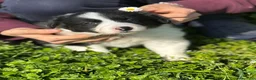Border Collie cani in vendita: 4 CUCCIOLI IN CERCA DI AVVENTURA - Annuncio 8