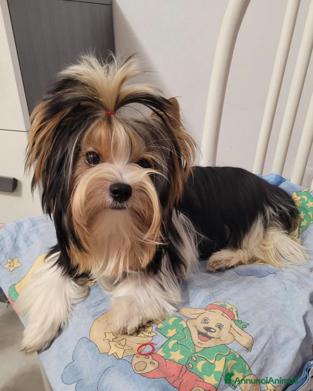 Biewer Terrier cani in vendita: Cucciolo yorkshire biewer terrier  - Annuncio 7