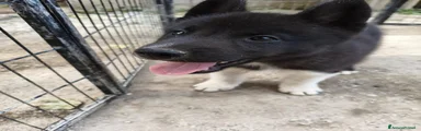 Husky 1