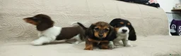 Bassotto cani in vendita: Bassotti tedeschi  - Annuncio 12