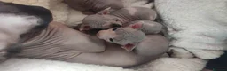 Sphynx gatti in vendita: femminucce bellissime disponibili - Annuncio 2