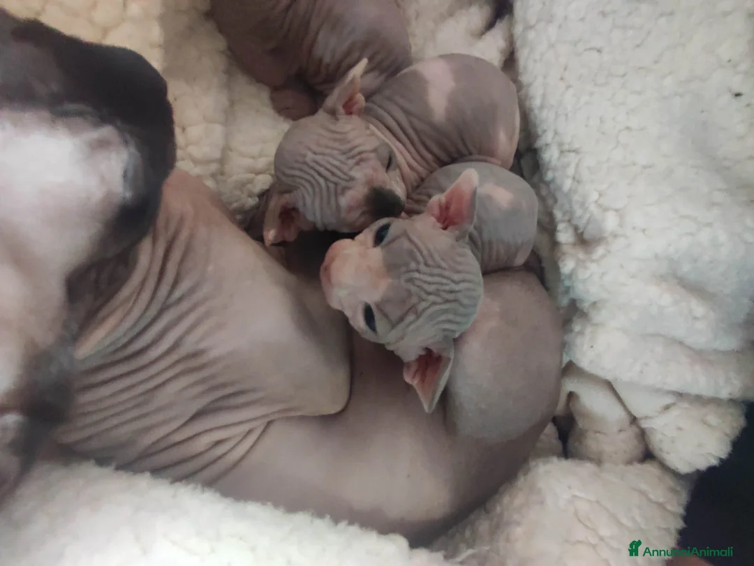 Sphynx gatti in vendita: femminucce bellissime disponibili - Annuncio 2