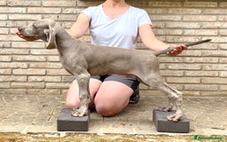 Weimaraner cani in vendita: Mr Blue cerca la sua famiglia perfetta a Provincia di Reggio Emilia - Immagine 2