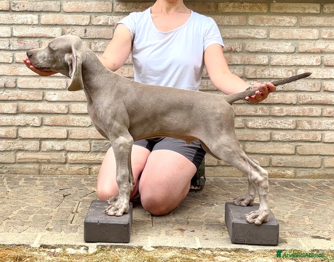 Weimaraner cani in vendita: Mr Blue cerca la sua famiglia perfetta a Provincia di Reggio Emilia - Immagine 2