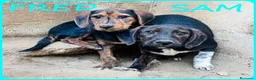 Meticcio cani in regalo: FRED e SAM simil bassottini - Annuncio 5