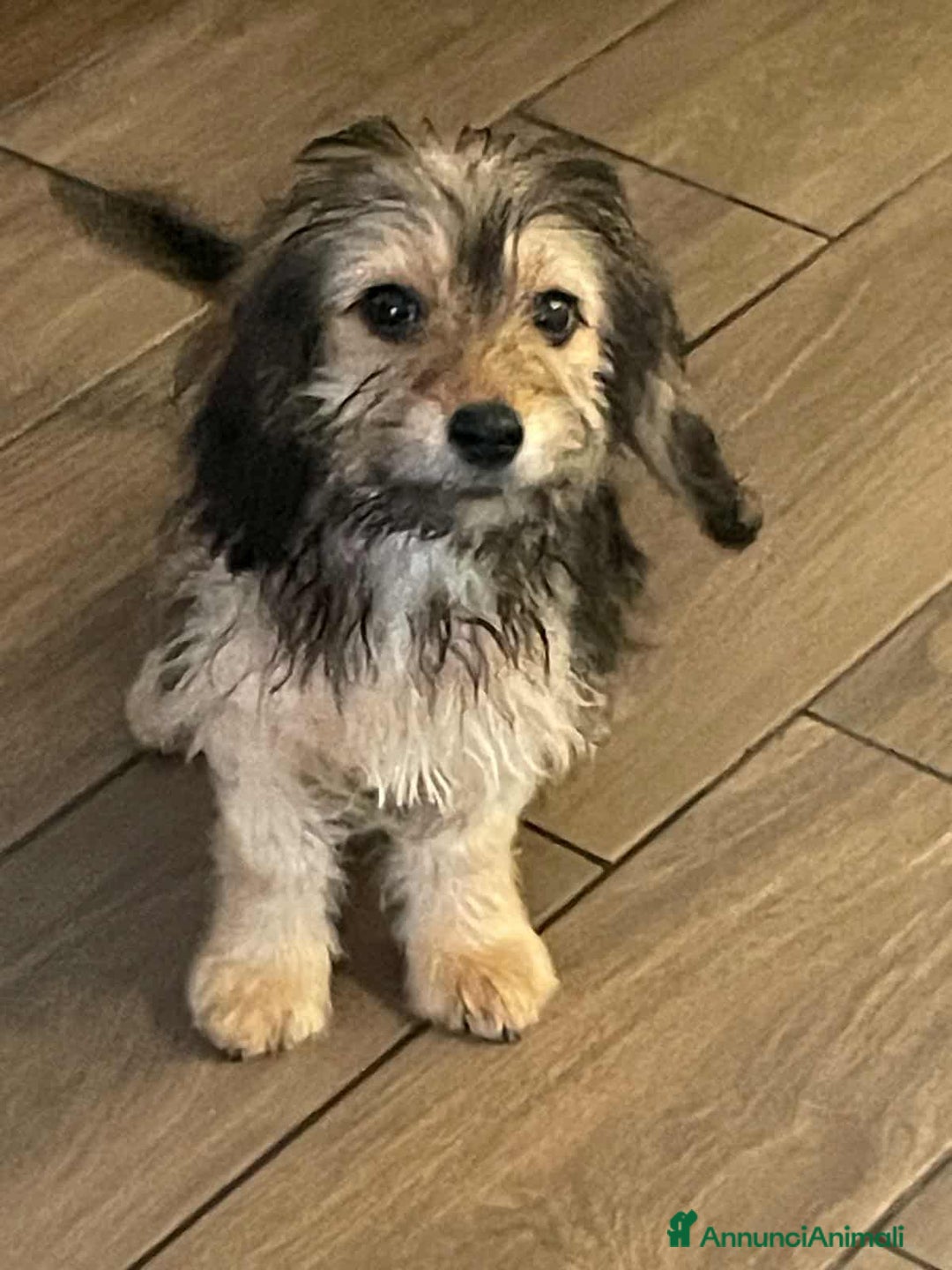 Meticcio cani in regalo: LILY, dolcissima cucciola TG PICCOLA! - Annuncio 5