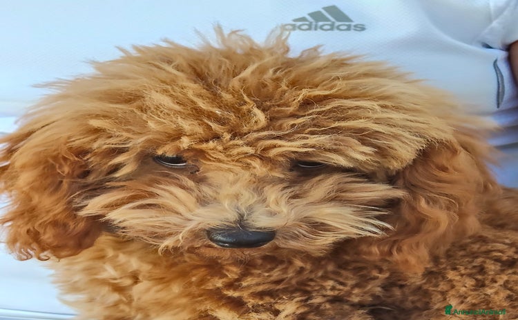 Barboncino Toy cani a Provincia di Sassari - Annuncio 2