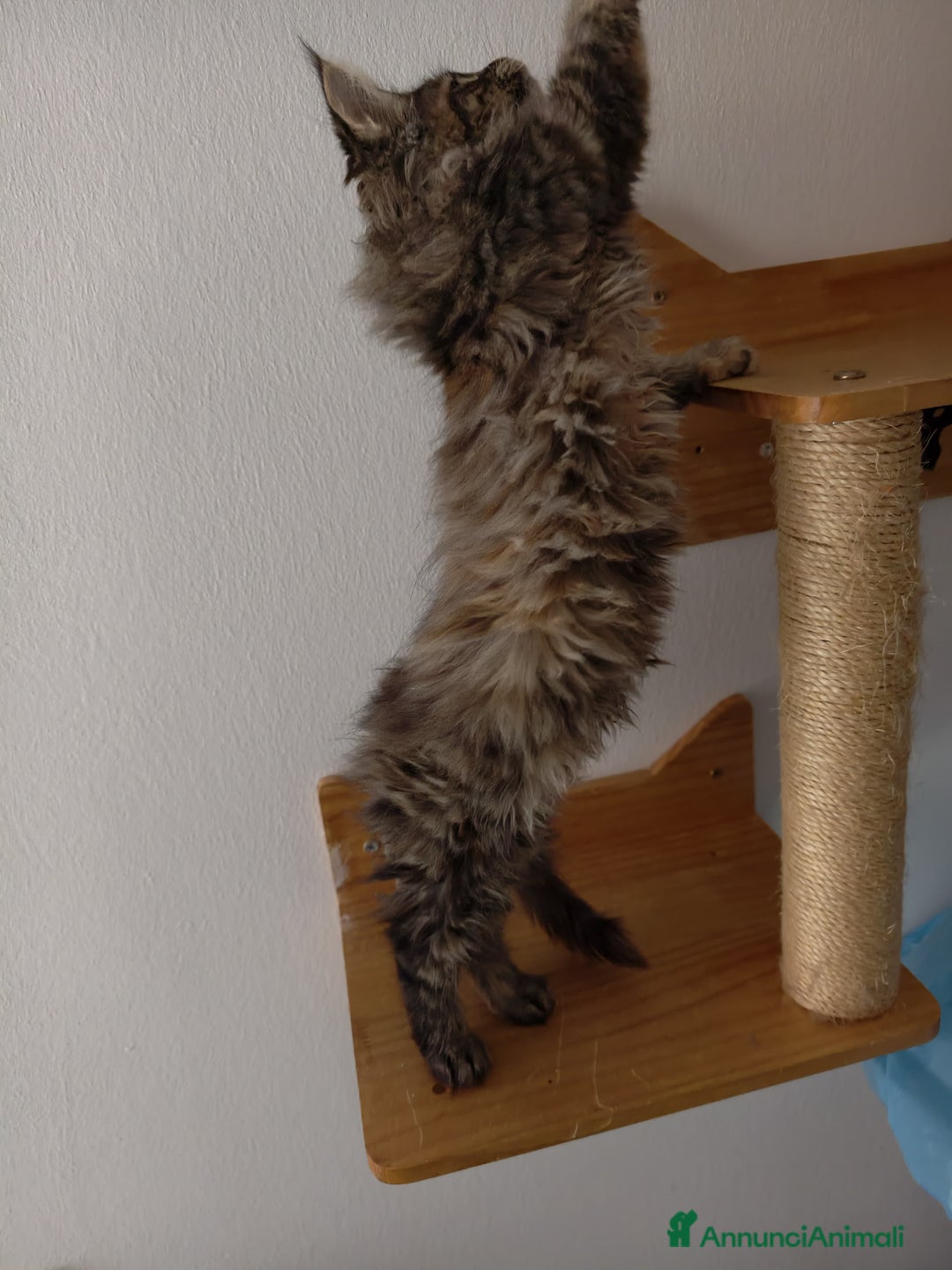 Maine Coon gatti in vendita: Bellissima cucciola Maine Coon  - Annuncio 7