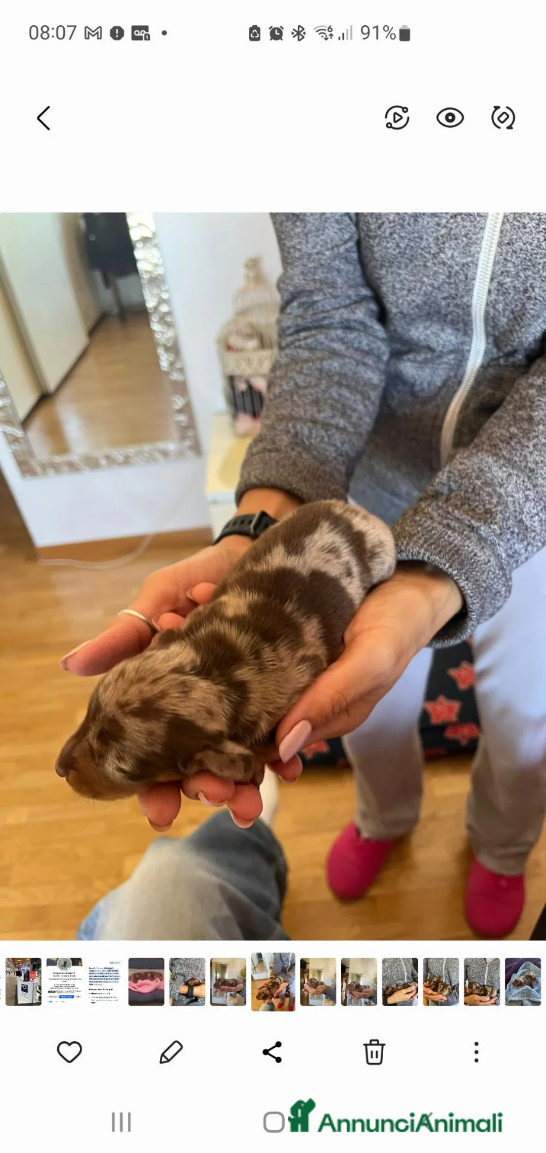 Bassotto cani in vendita: Bassotto pelo corto maschio arlecchino cioccolato  a Provincia di Ancona - Annuncio 2