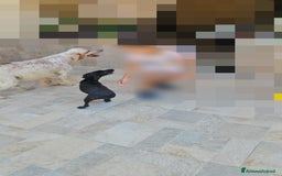 Meticcio cani in regalo: Beatrice: cucciolotta taglia contenuta socievole  a Città Metropolitana di Genova - Immagine 3