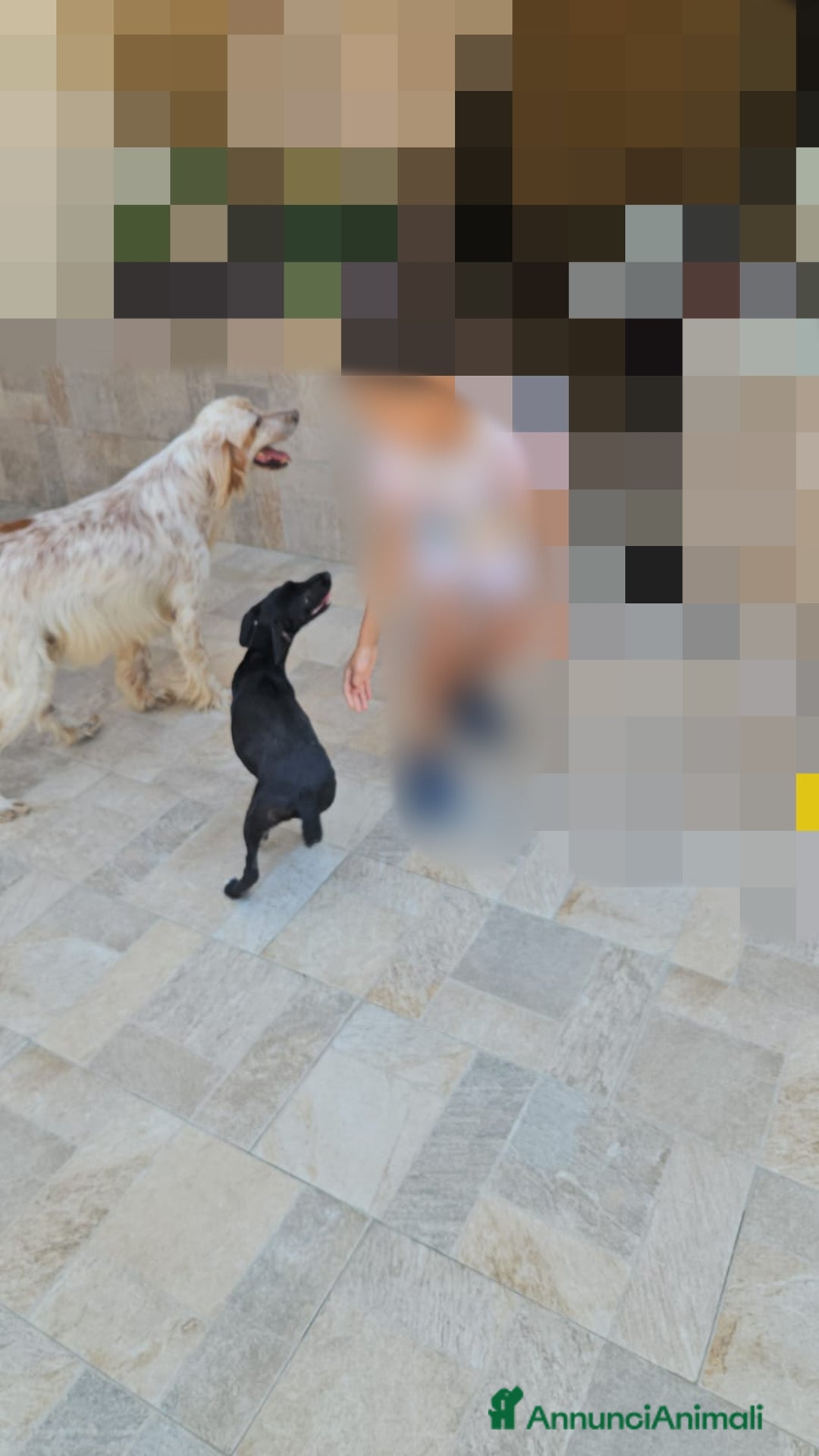 Meticcio cani in regalo: Beatrice: cucciolotta taglia contenuta socievole  a Città Metropolitana di Genova - Immagine 3
