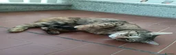 Meticcio gatti in regalo: Maya, gatto europeo  - Annuncio 3