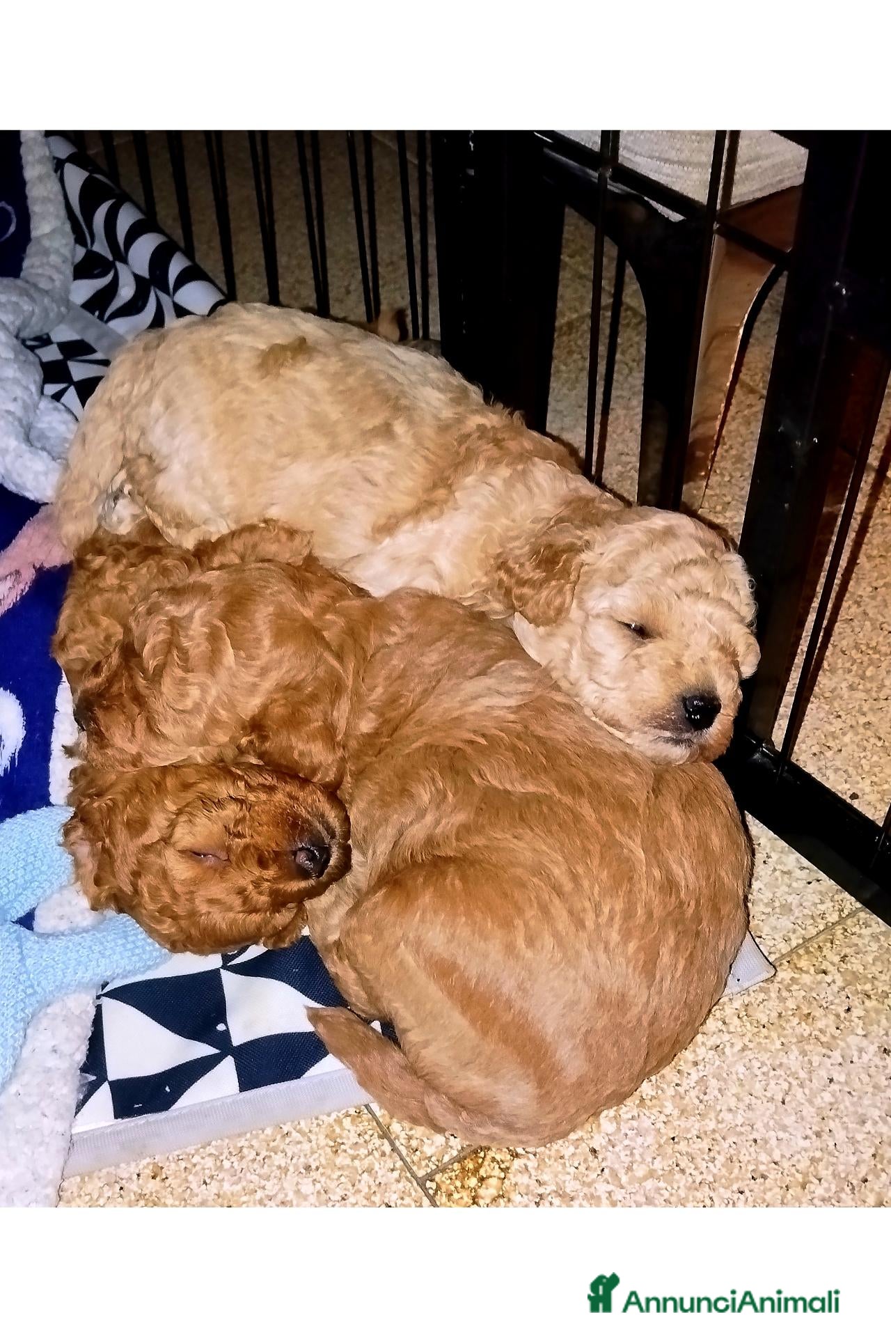 Barboncino Toy cani 3 cuccioli maschi tipo Barboncino Toy Red/Apricot  - Annuncio 3