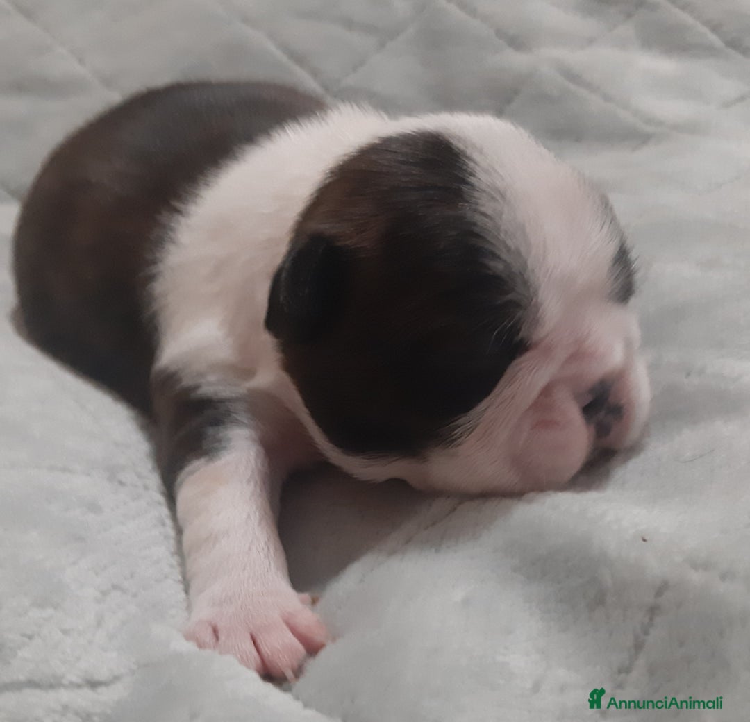 Boston Terrier cani in vendita: Cuccioli di Boston terrier con pedigree ENCI/FCI  - Annuncio 4
