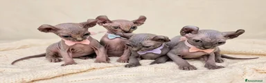 Sphynx 2