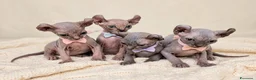 Sphynx gatti in vendita: Cuccioli elf cercano casa - Annuncio 2