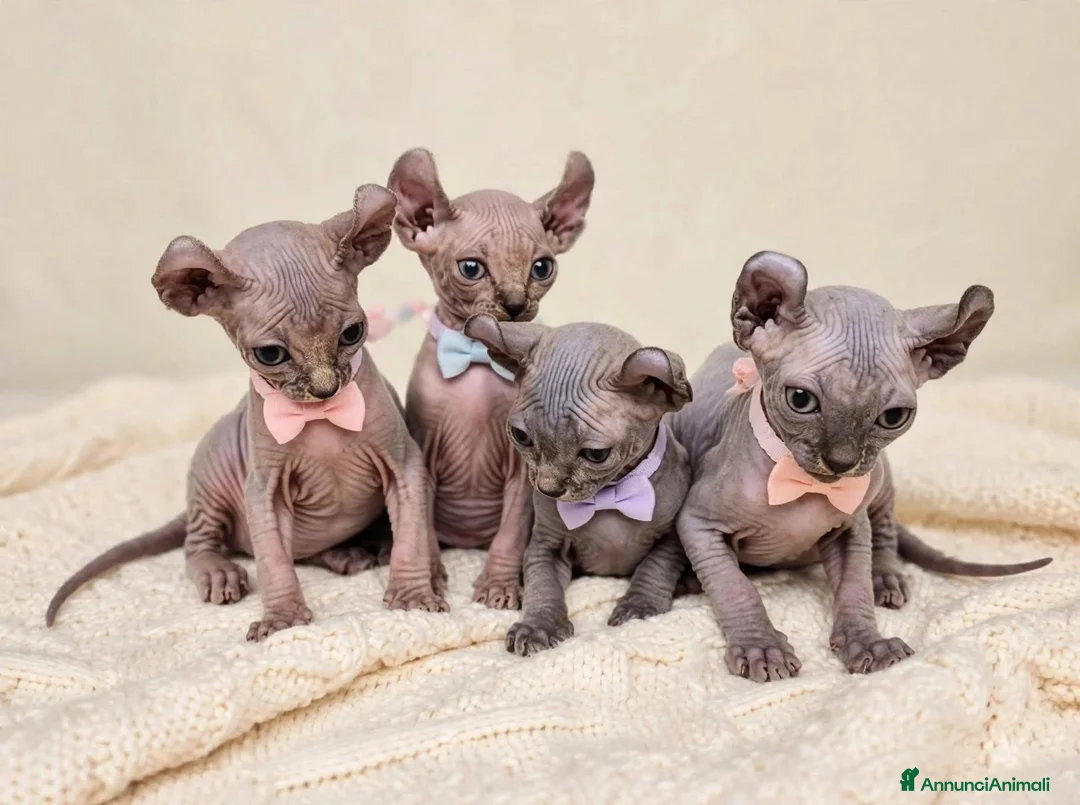 Sphynx gatti in vendita: Cuccioli elf cercano casa - Annuncio 2