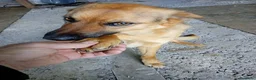 Pastore Tedesco cani in regalo: Rex, pastorello in miniatura a Provincia di Latina - Annuncio 4