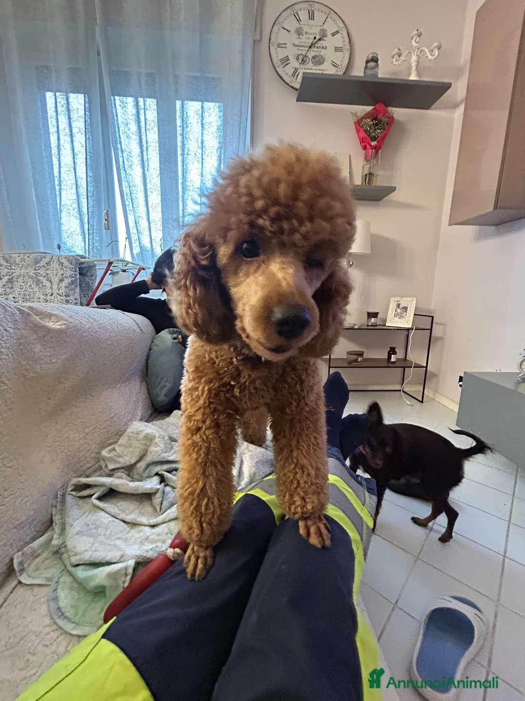 Barboncino cani in vendita: Barboncino nano di due anni - Annuncio 4