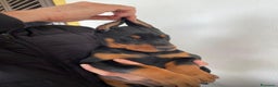 Dobermann cani in vendita: Cuccioli di dobermann - Annuncio 7