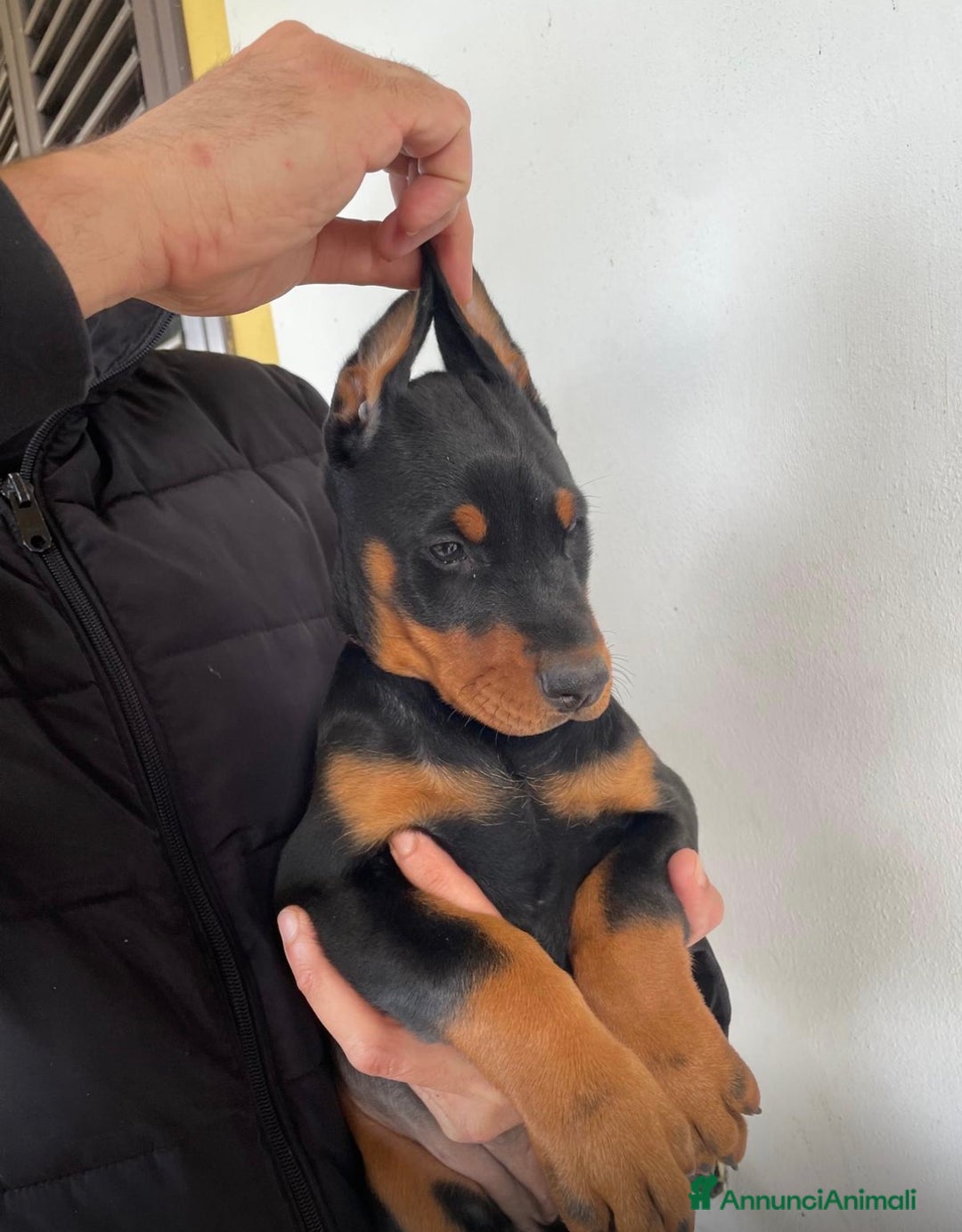 Dobermann cani in vendita: Cuccioli di dobermann - Annuncio 7