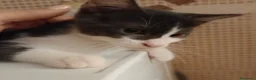 Europeo gatti in regalo: Gattina dolce - Annuncio 3