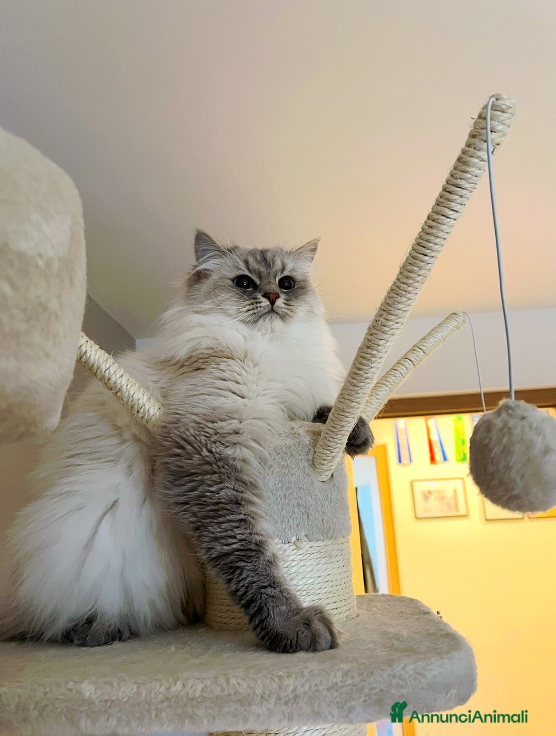 Siberiano gatti in vendita: Gatto Siberiano Neva Masquerade  - Annuncio 1