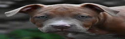 American Bully cani in vendita: Cucciole di American Bully XL. - Annuncio 6