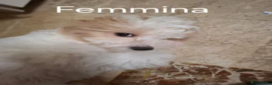 Maltipoo 4