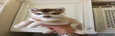 Husky Cucciolo 2