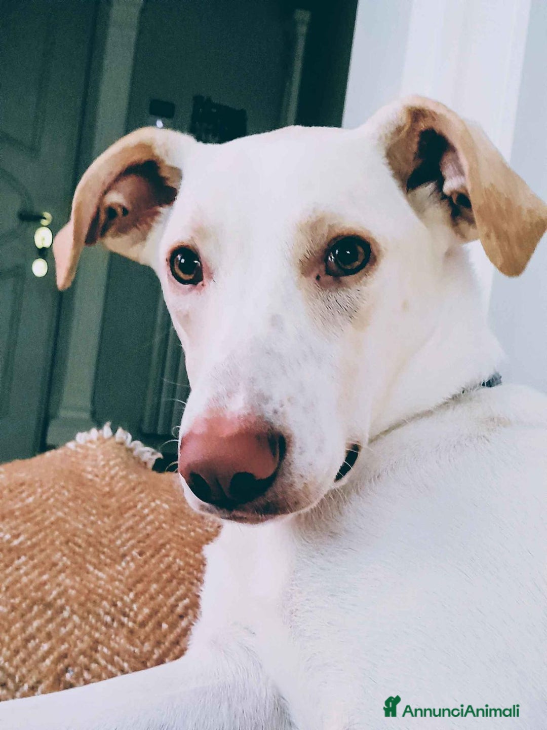 Altre razze cani in regalo: DEA 9 MESI - Annuncio 4