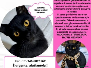 Europeo gatti Adozione del cuore per Oliva - Annuncio 39