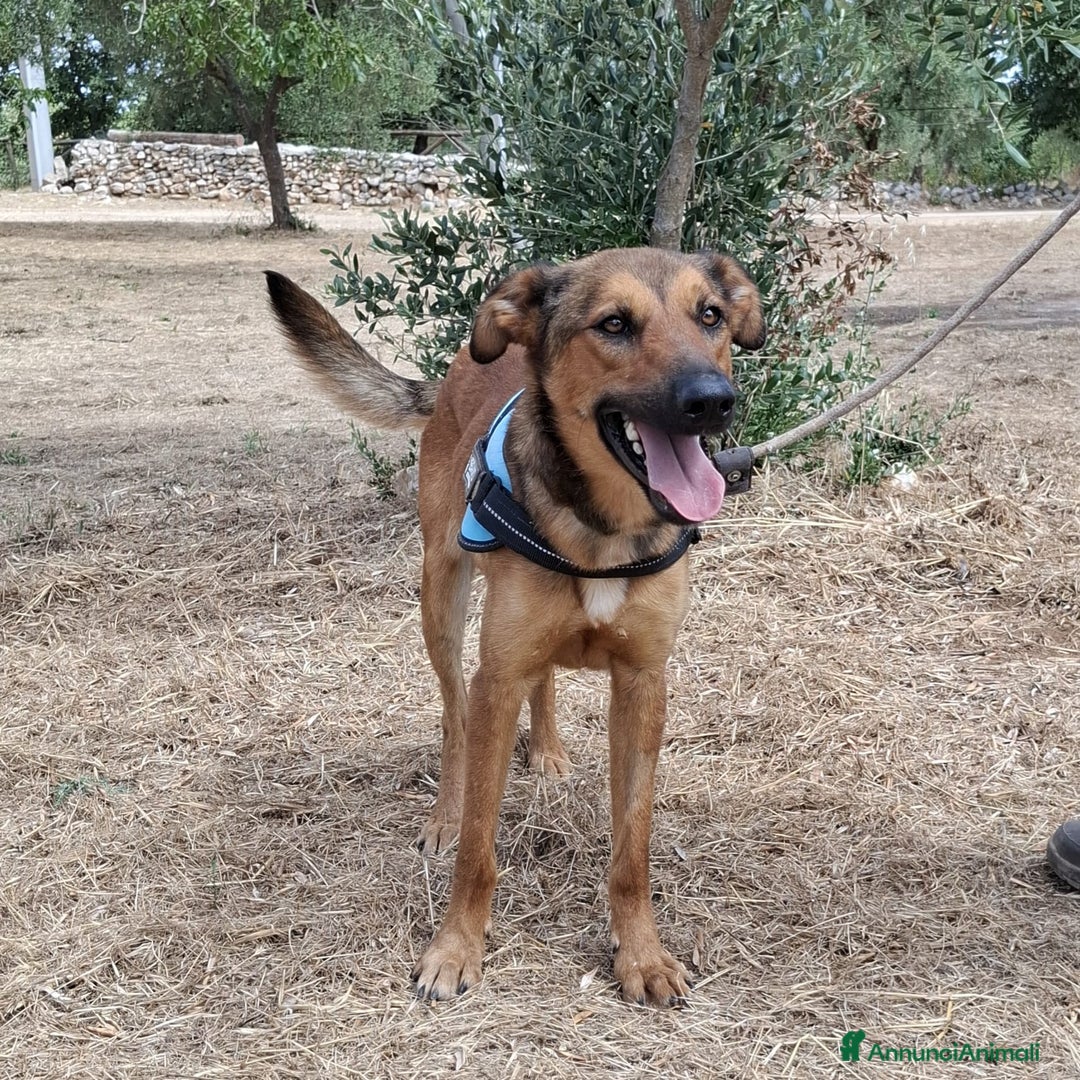 Meticcio cani in regalo: Aladin e' un Mago!  a Città Metropolitana di Bari - Immagine 5
