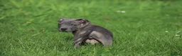 Pitbull cani in vendita: Cucciolo Pit Bull Blue con pedigree anche a rate - Annuncio 7
