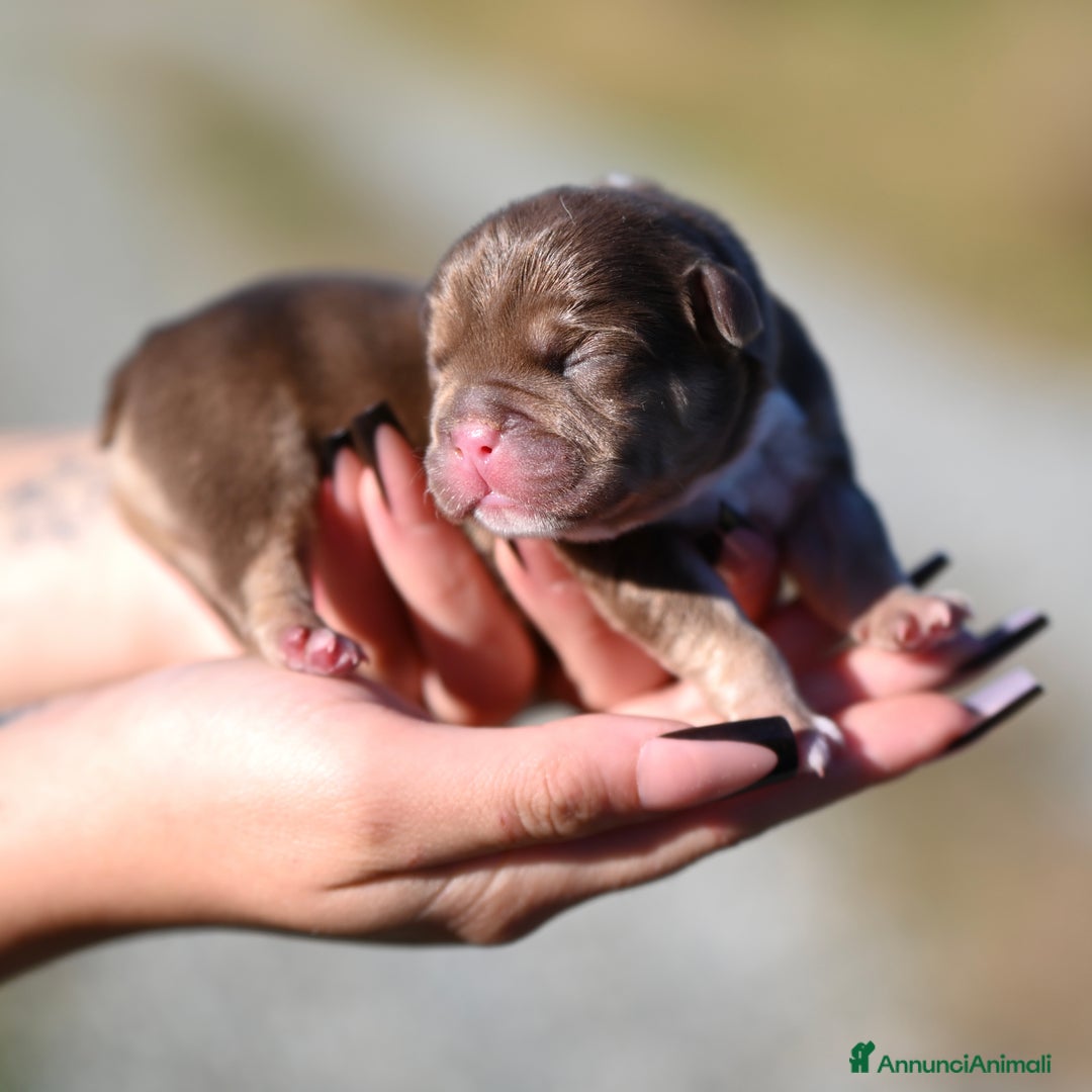 Immagine della galleria {{count}}