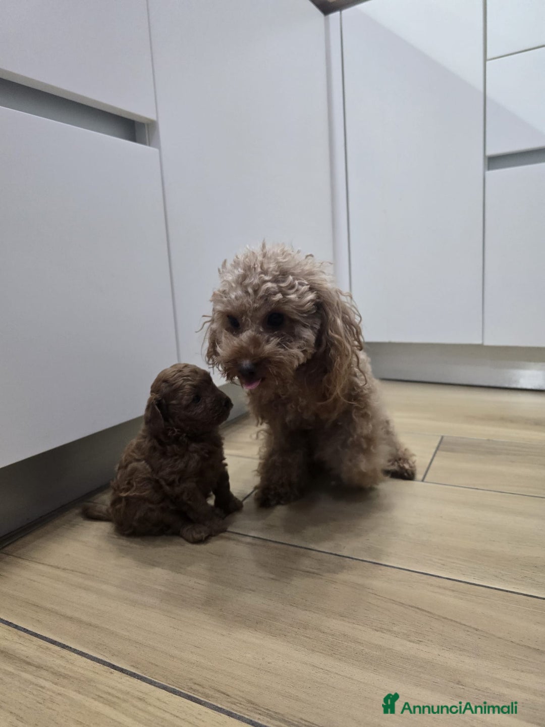 Barboncino Toy cani in vendita: Cucciolo barboncino red toy minitoy  - Annuncio 4