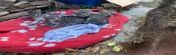 Meticcio gatti in regalo: 4 bellissimi micetti di circa due mesi  - Annuncio 8