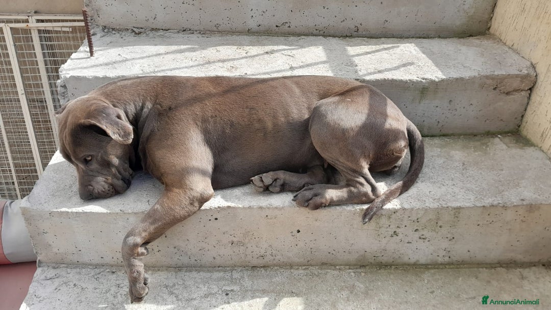 Pitbull cani in regalo: Splendida Pitbull - ELLA a Città metropolitana di Milano - Immagine 8